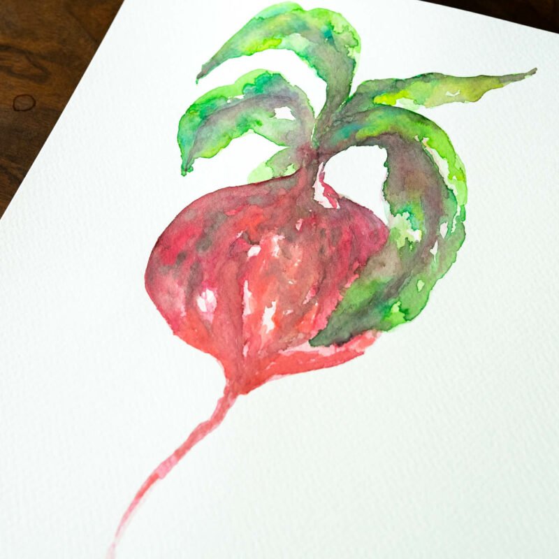 Illustration botanique aquarelle «Radis Célibataire»