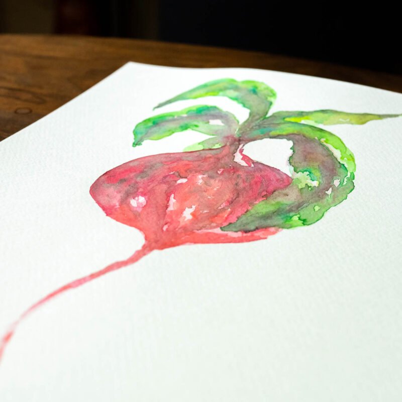 Botanical watercolor illustration "Single Radish"