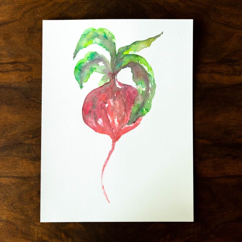 Illustration botanique aquarelle «Radis Célibataire» – Image 4