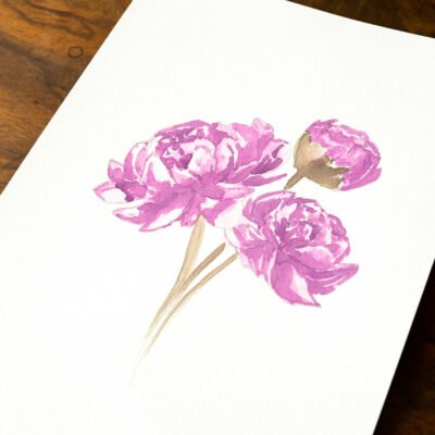 Illustration botanique aquarelle «Pivoine»