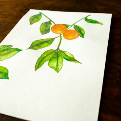 Watercolor botanical illustration "Clementines"