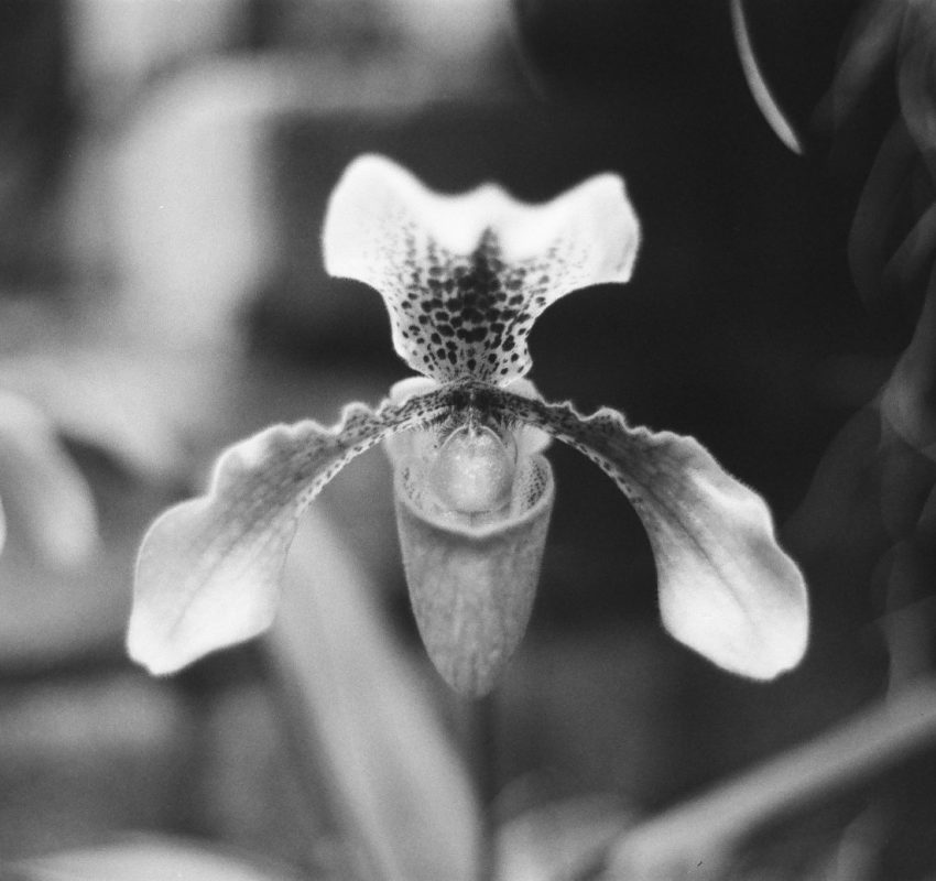 Botanique et papillon argentique