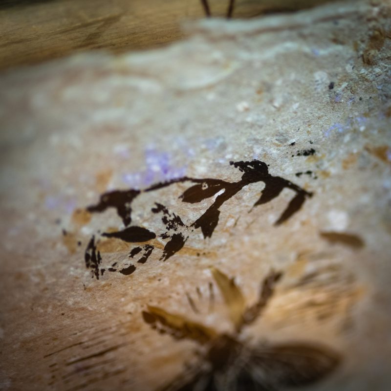 Papillon de nuit - Impression Linogravure – Image 7