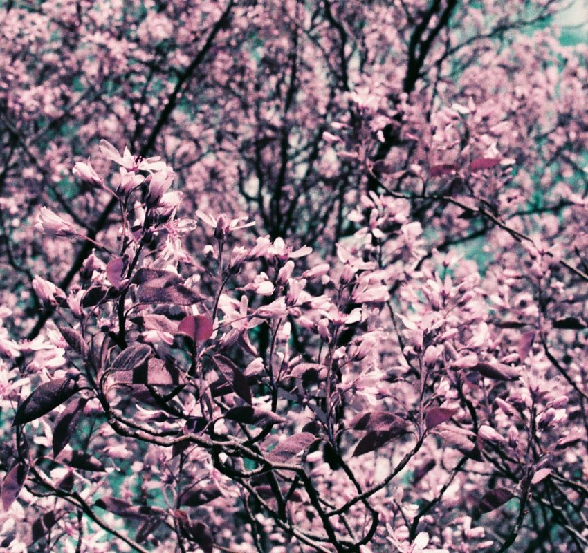 Lomography Film Rose
